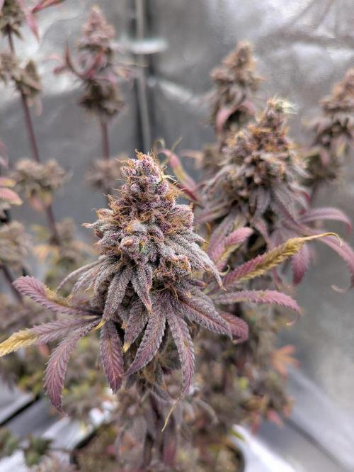 A Humboldt Run. Week 14