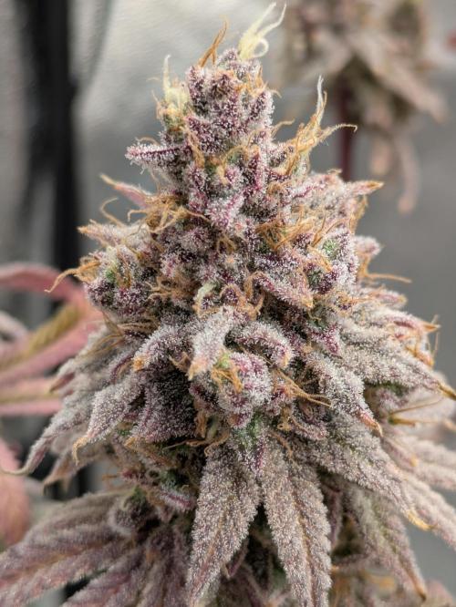 A Humboldt Run. Week 14