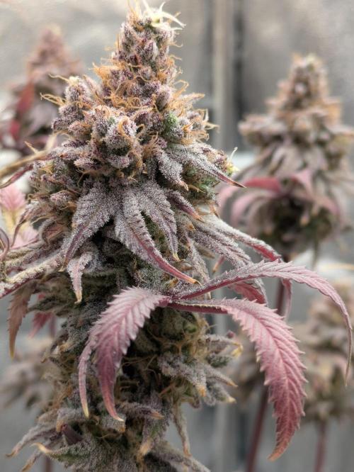 A Humboldt Run. Week 14