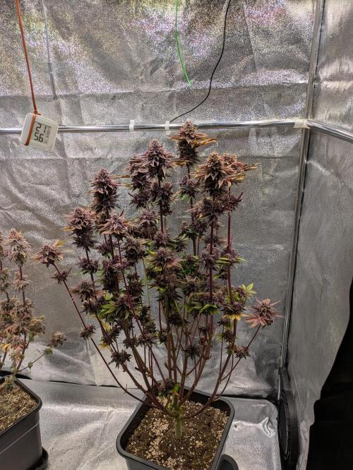 A Humboldt Run. Week 14