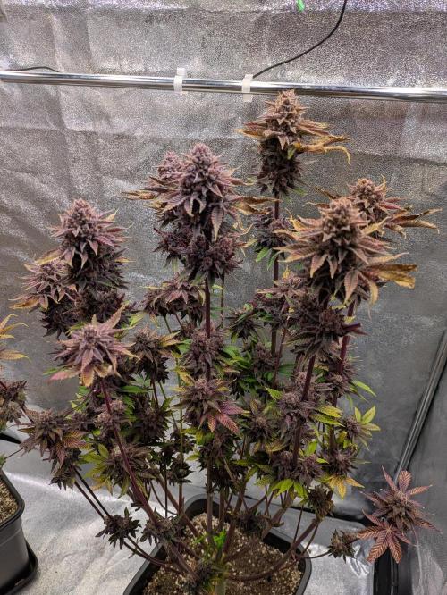 A Humboldt Run. Week 14