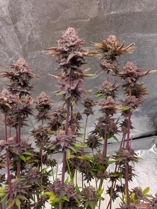 A Humboldt Run. Week 14