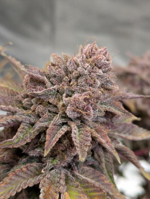 A Humboldt Run. Week 14
