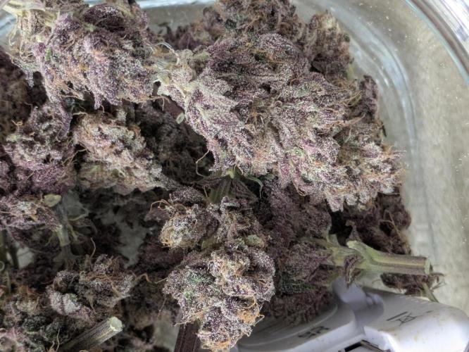 A Humboldt Run. Week 14