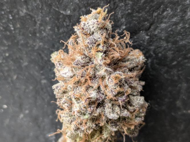 A Humboldt Run. Week 14