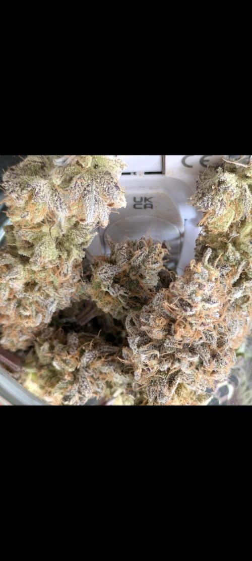 A Humboldt Run. Week 14