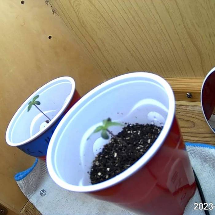 Girl Scout Cookies . Week 1 - after week one no problems 
