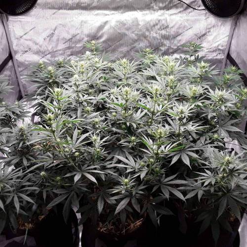 Deadlights and Spock's V. Week 3 - Just shy of 3 weeks of flower.