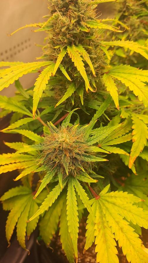 Cherry Pie Auto
