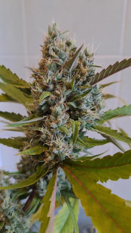 Diablos Delight's XL