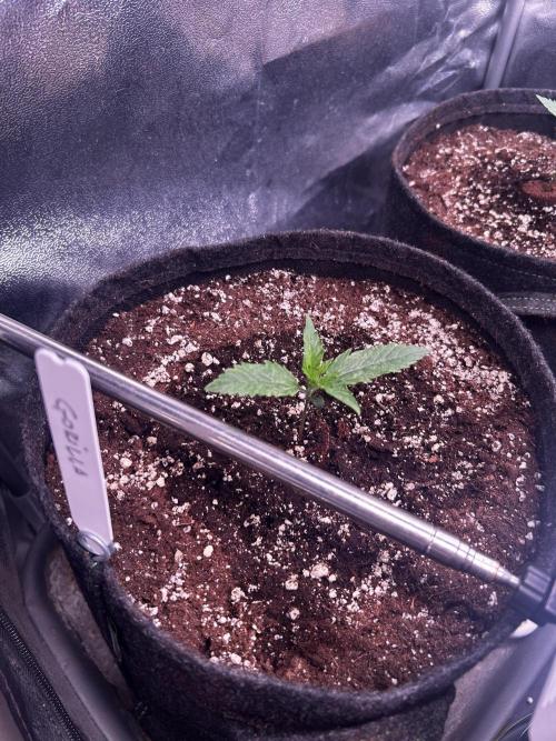 Gorilla Cookies Auto. Week 1