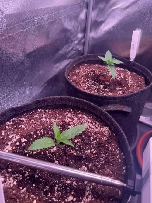 Gorilla Cookies Auto
