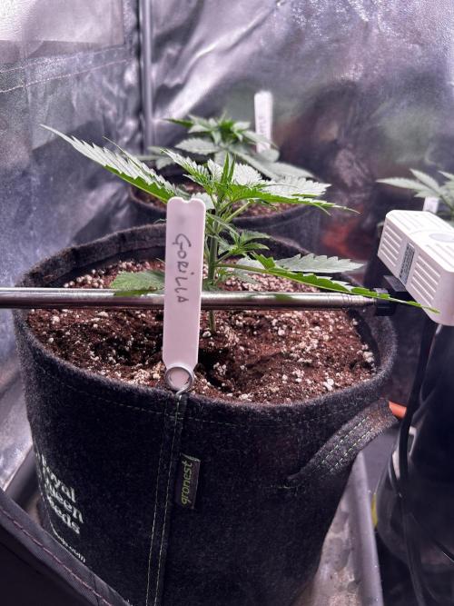 Gorilla Cookies Auto. Week 2
