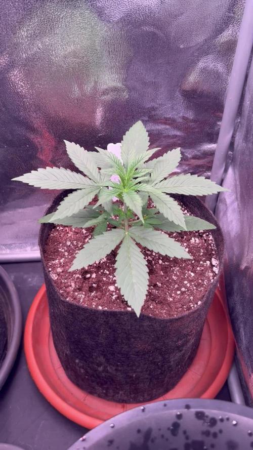 Gorilla Cookies Auto