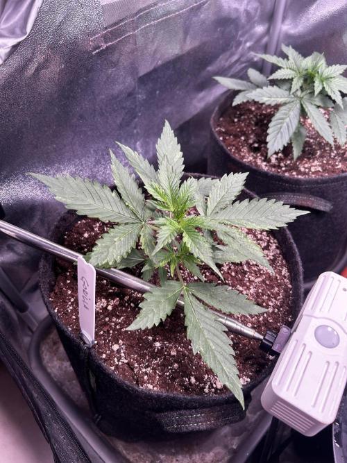 Gorilla Cookies Auto. Week 2