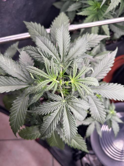 Gorilla Cookies Auto. Week 3