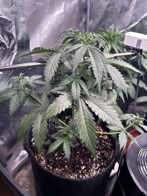 Gorilla Cookies Auto. Week 3