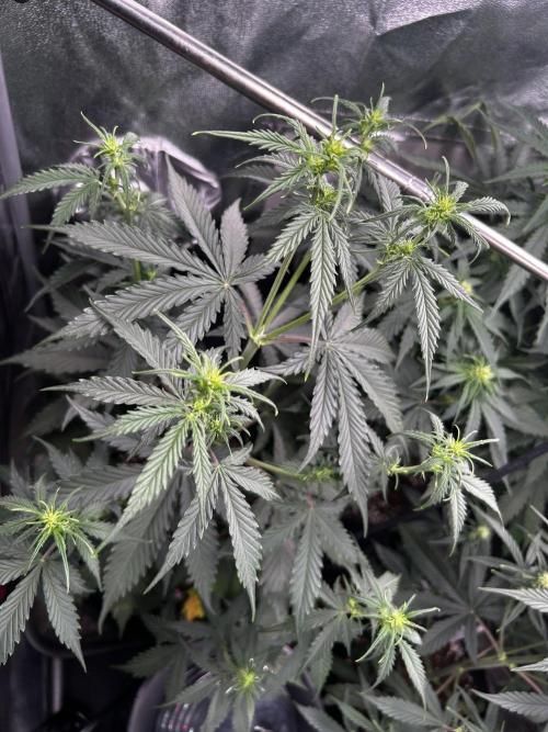 Gorilla Cookies Auto. Week 4