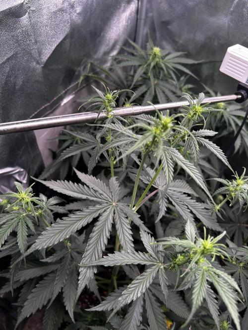 Gorilla Cookies Auto. Week 4