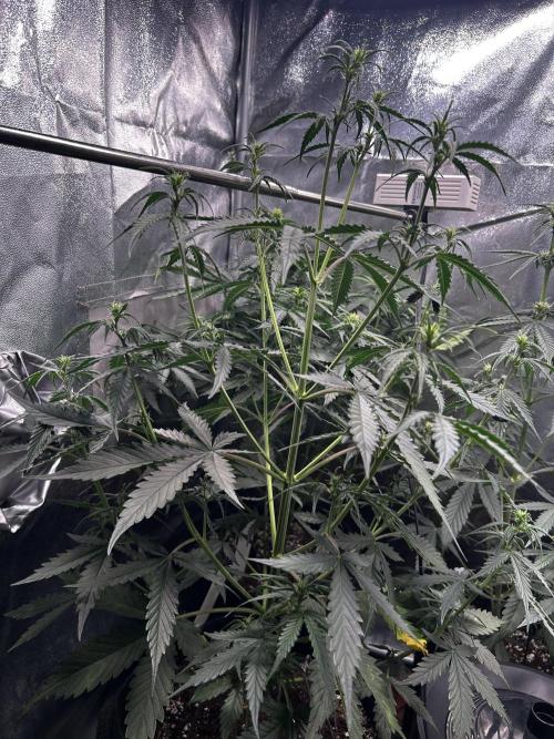 Gorilla Cookies Auto. Week 4