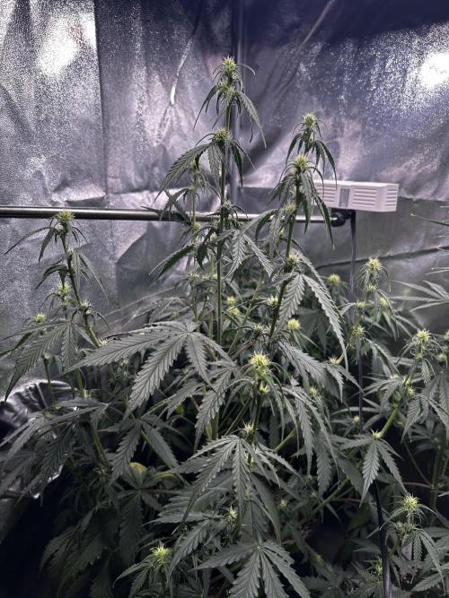 Gorilla Cookies Auto. Week 5