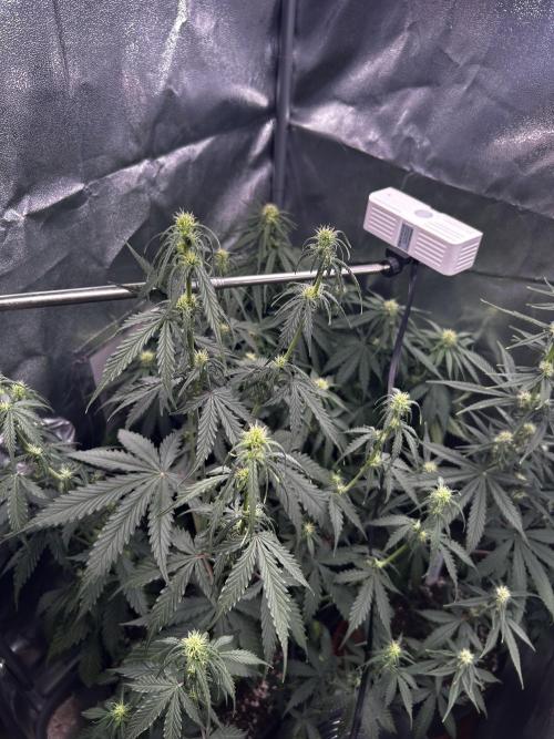 Gorilla Cookies Auto. Week 5
