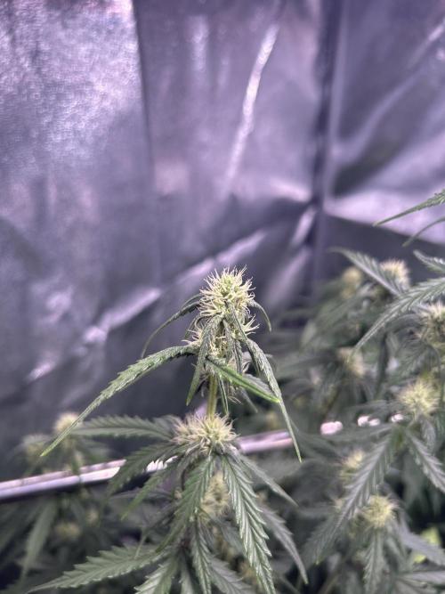 Gorilla Cookies Auto. Week 6