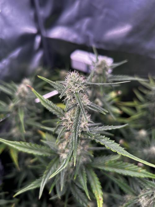 Gorilla Cookies Auto. Week 7