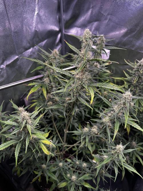 Gorilla Cookies Auto. Week 7