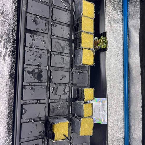 Jelly Sickle & Space Guava. Week 0 - I started 7 seeds in paper towels. 4 Jelly Sickle, and 3 Space Guava.