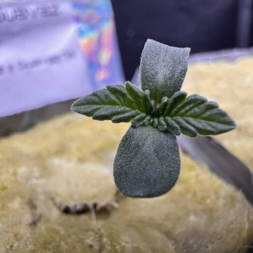 Jelly Sickle & Space Guava. Week 0 - Macros