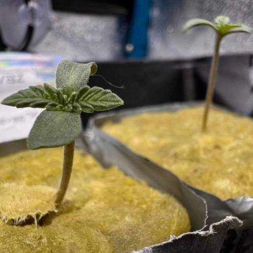 Jelly Sickle & Space Guava. Week 0 - Macros