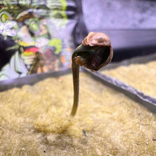 Jelly Sickle & Space Guava. Week 0 - Macro battle helmet.