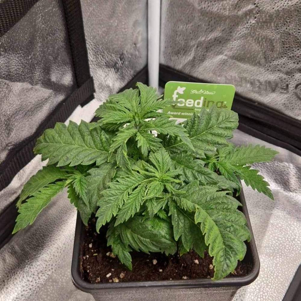 Green House Seed Co. Banana Krumble grow journal by Yohan GrowDiaries