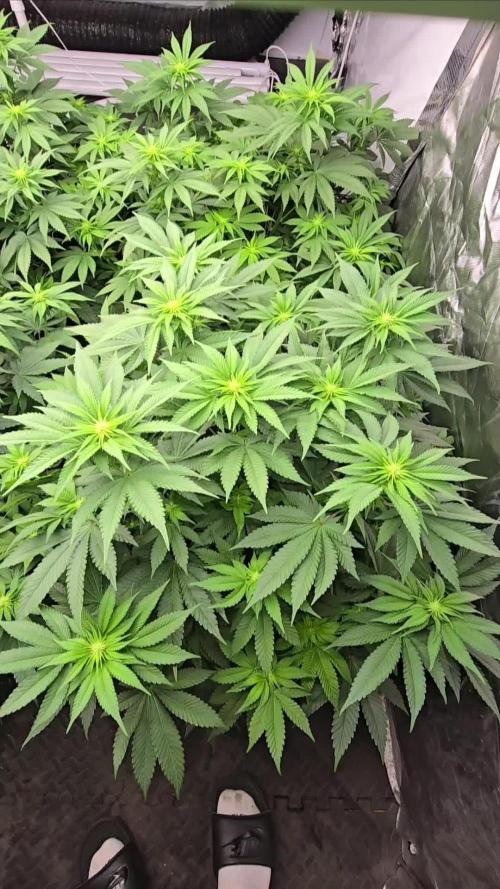 Kush mintz