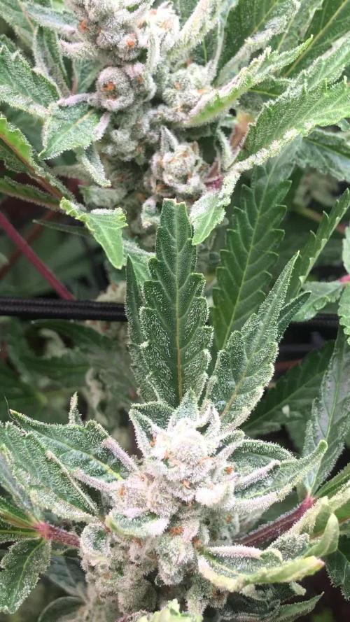 Round 3 No-Till Living Soil - Humboldt CSI