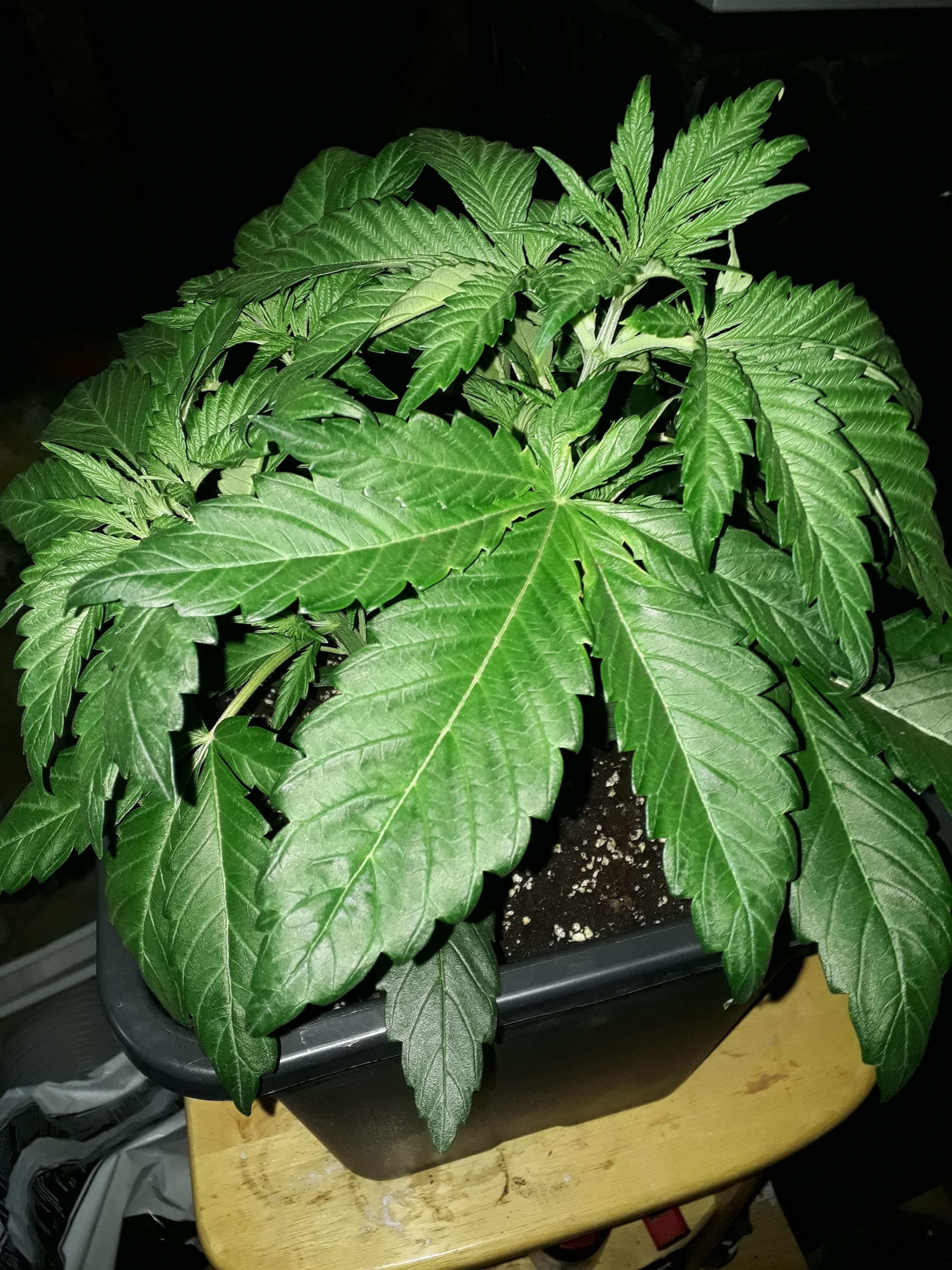 Freedom seeds 6 grow diary (journal) week7 by Bubba_green GrowDiaries