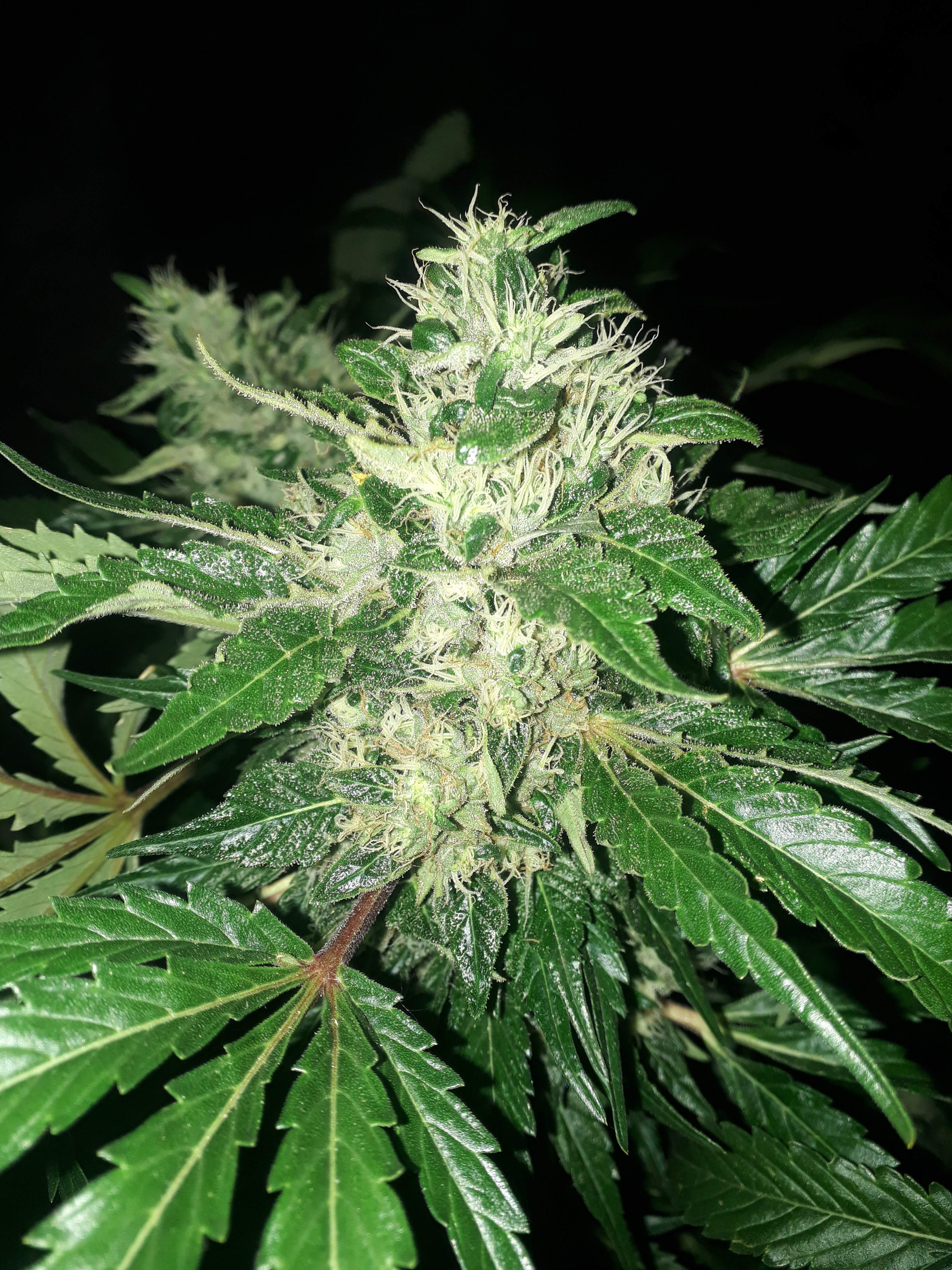Freedom seeds 5 grow diary (journal) week21 by Bubba_green GrowDiaries