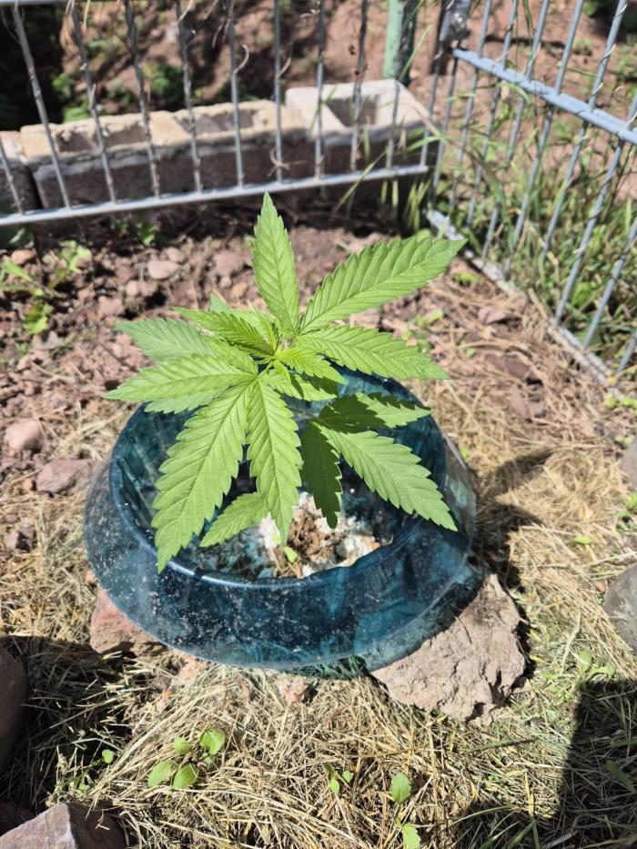 Fruit Spirit RQS. Week 4