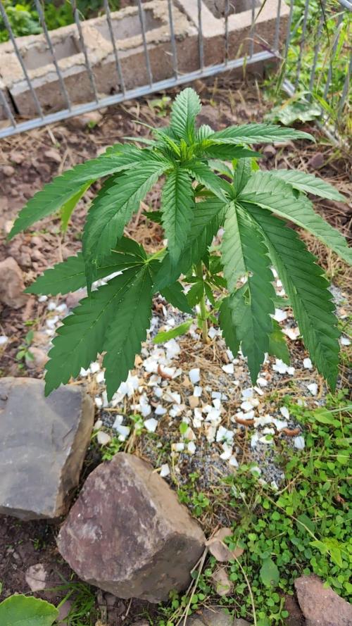 Fruit Spirit. Week 5