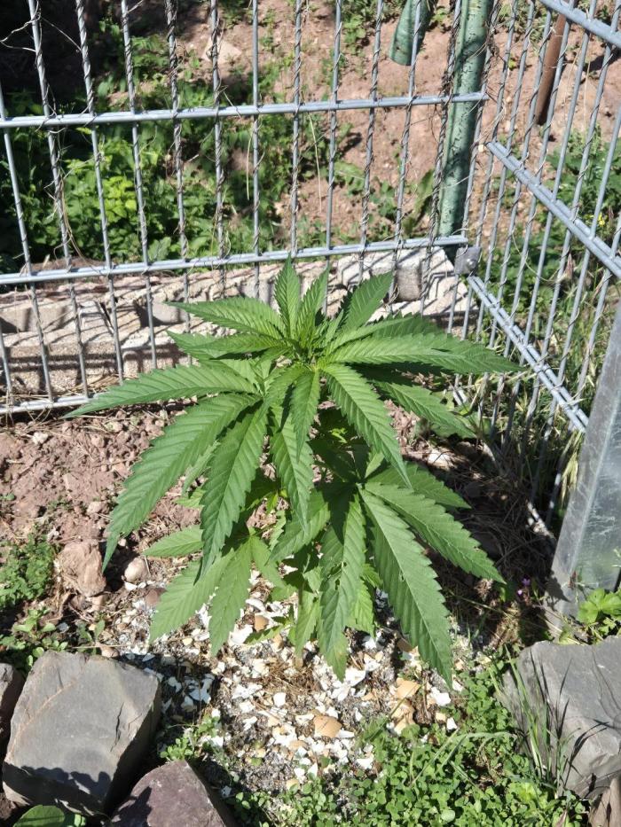 Fruit Spirit RQS. Week 6