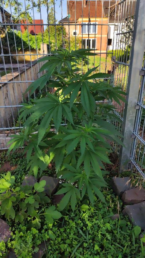 Fruit Spirit. Week 8