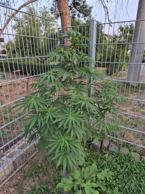 Fruit Spirit. Week 11