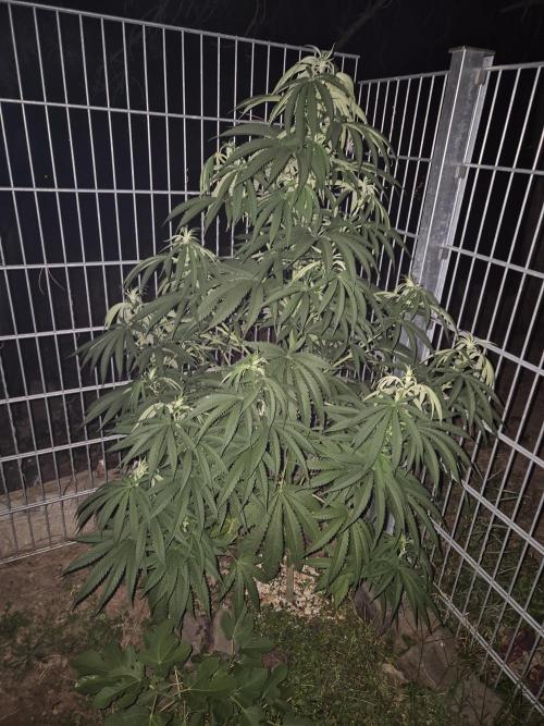 Fruit Spirit RQS. Week 12