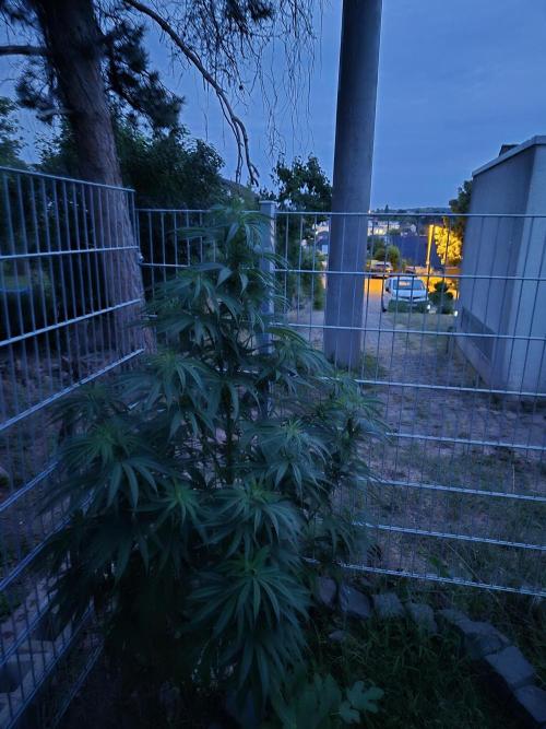 Fruit Spirit. Week 12