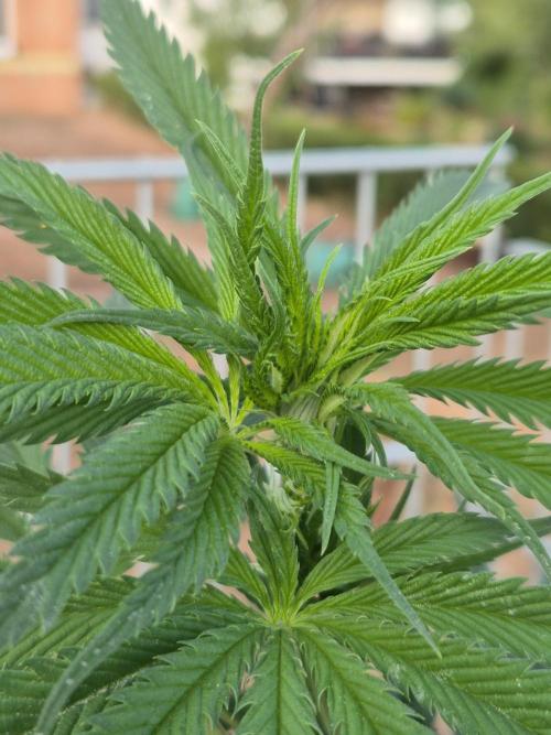 Fruit Spirit. Week 13