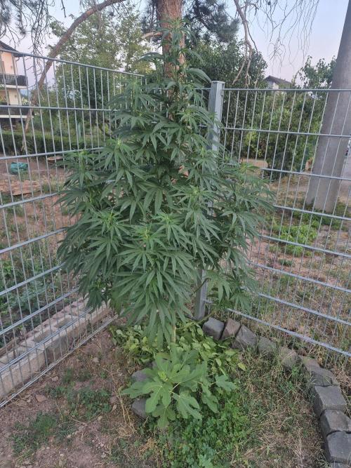 Fruit Spirit. Week 14