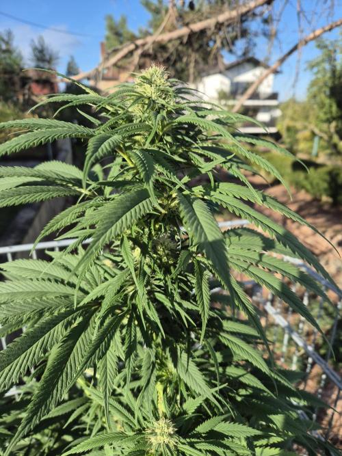 Fruit Spirit RQS. Week 18