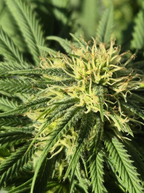 Fruit Spirit. Week 18
