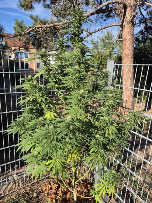 Fruit Spirit RQS. Week 19